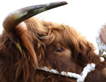 Highland bulls Eye: Eoin Mhor 8th