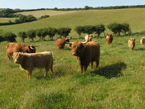 Highland Champion cattle