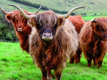 A group of our Highland Cattle