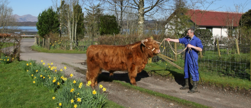 Highland Cattle on the Downs